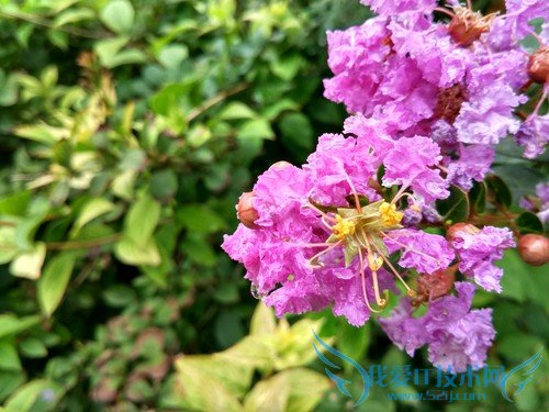 360奇酷手机青春版和小米4c哪个好 小米4c对比360奇酷手机青春版