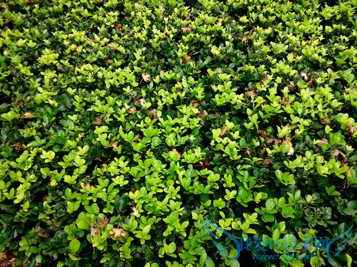 360奇酷手机青春版和小米4c哪个好 小米4c对比360奇酷手机青春版