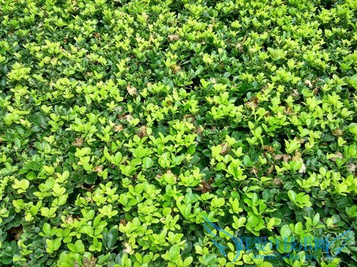 360奇酷手机青春版和小米4c哪个好 小米4c对比360奇酷手机青春版