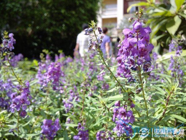 怎么看手机摄像头好坏?教你看懂手机摄像头新技术