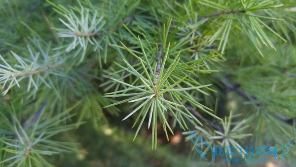 小米4c拍照和续航怎么样 小米4c拍照及续航详细评测