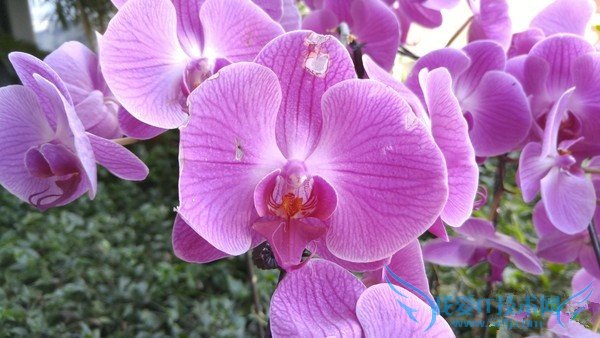 小米4c拍照和续航怎么样 小米4c拍照及续航详细评测