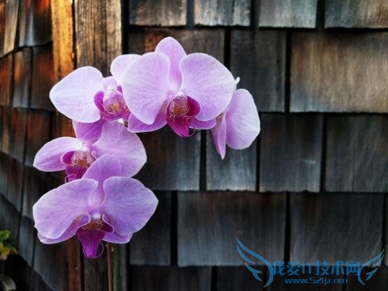 Nexus 6P¶Ô±ÈÈýÐÇNote 5£ºË¸üÖµµÃ¹ºÂò£¿