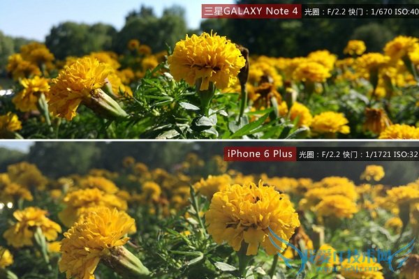 三星Note4和iPhone6 Plus微距拍照样张对比