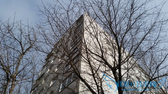 三星S5拍摄树枝样张