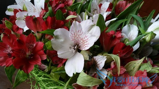 三星S5微距拍照样张