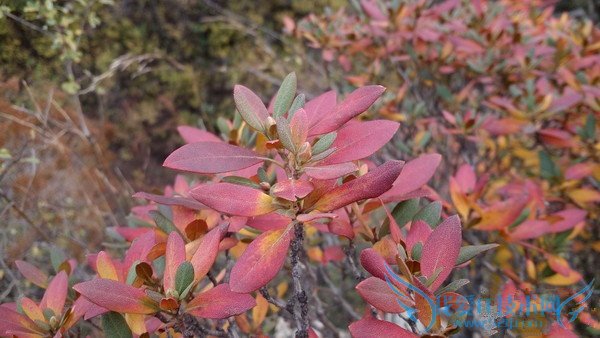 问题解答:关于旗舰杀手乐1s的那些事