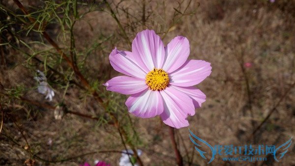 问题解答:关于旗舰杀手乐1s的那些事