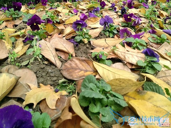 金立E7拍照样张第八张图片