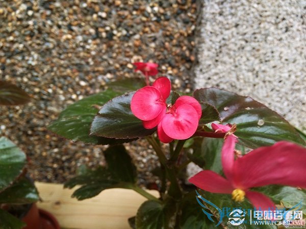 金立E7拍照样张第二张图片