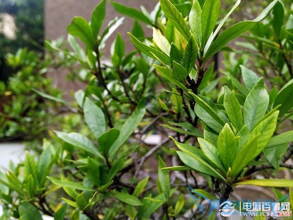 金立E7拍照样张第一张图片