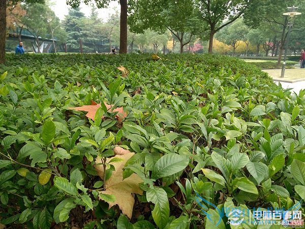 金立E7拍照样张第九张图片