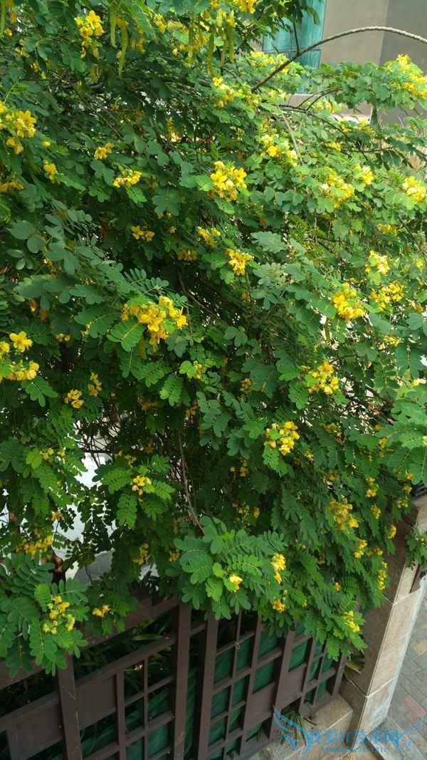 ŬZ9 Maxһֻ2ĸãŬZ9 MaxԱһ2