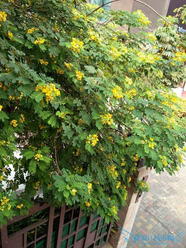 ŬZ9 Maxһֻ2ĸãŬZ9 MaxԱһ2