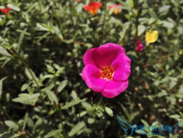 콢ĶԾ һֻ2ҫ7նԱ