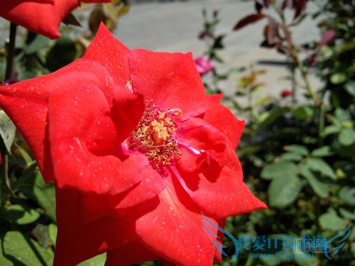 魅族MX5和一加2拍照哪个好 一加2与魅族MX5拍照对比