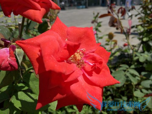 魅族MX5和一加2拍照哪个好 一加2与魅族MX5拍照对比