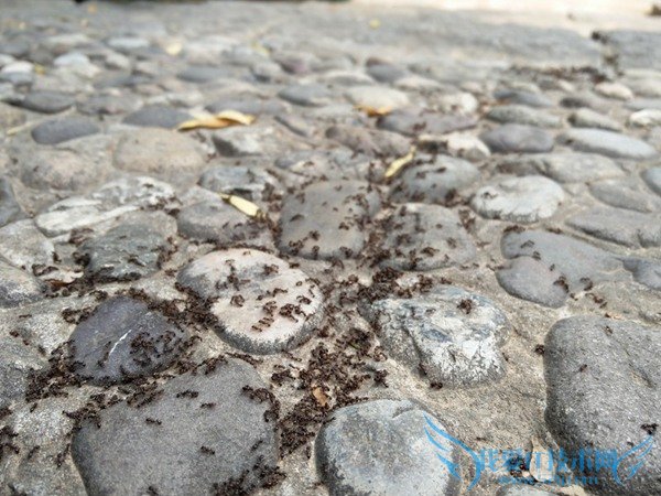 һ2iphone6ĸãһֻ2Աiphone6