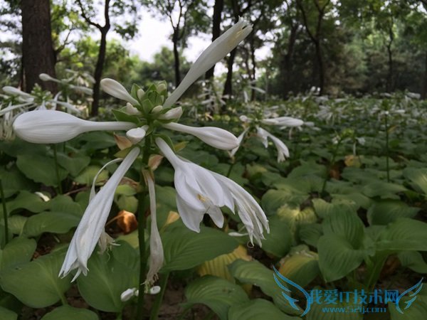 һ2iphone6ĸãһֻ2Աiphone6