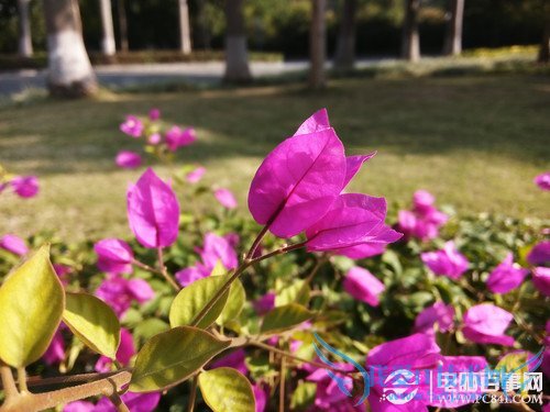 Halo H1微距拍照样张