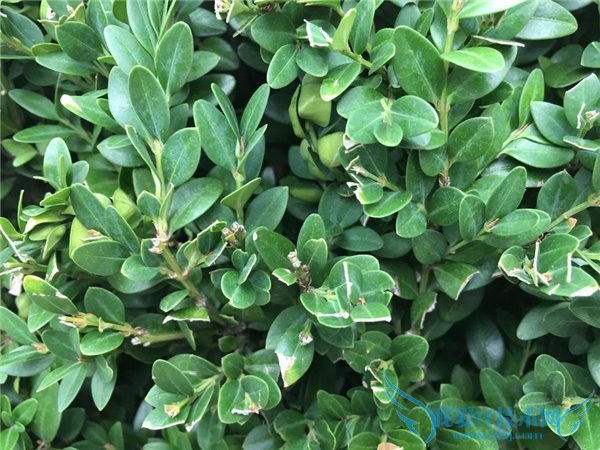 iPhone6s与三星S6拍照哪个好?iPhone6s和三星S6拍照对比