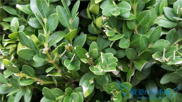 iPhone6s与三星S6拍照哪个好?iPhone6s和三星S6拍照对比