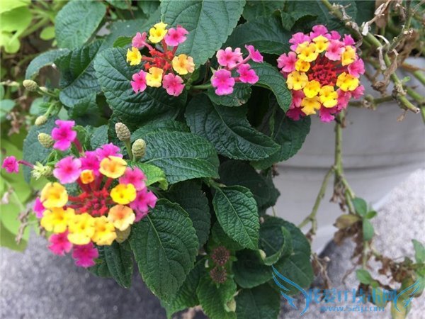 iPhone6s与三星S6拍照哪个好?iPhone6s和三星S6拍照对比