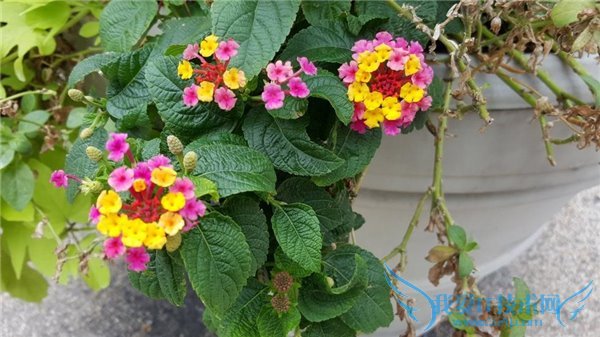 iPhone6s与三星S6拍照哪个好?iPhone6s和三星S6拍照对比