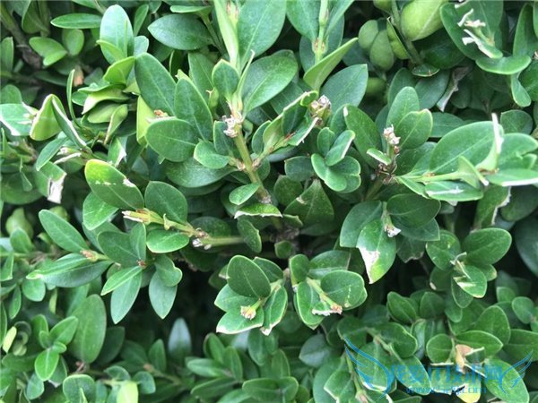 iPhone6s与三星S6拍照哪个好?iPhone6s和三星S6拍照对比