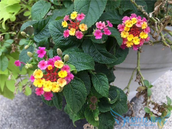 iPhone6s与三星S6拍照哪个好?iPhone6s和三星S6拍照对比