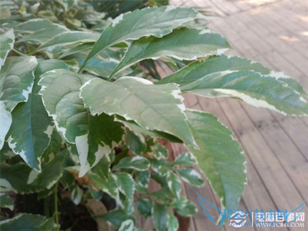 魅族MX2真机体验:看魅族MX2细节的美