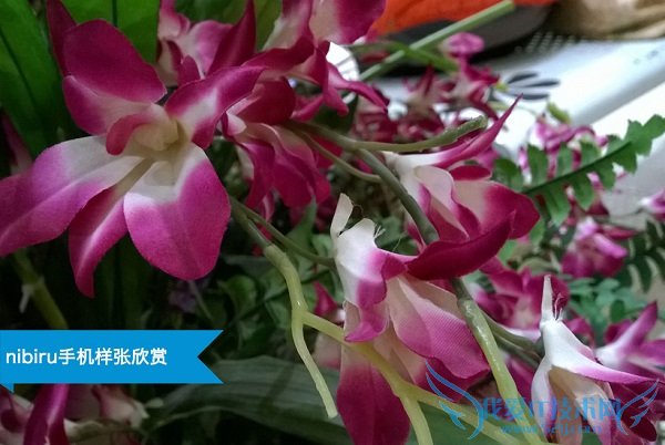 nibiru H1室外微距拍照样张