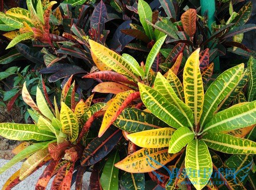 360ֻ콢СNoteĸ СNote360ֻԱ