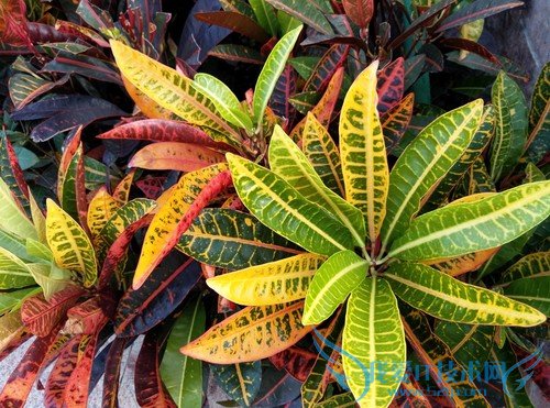 360ֻ콢СNoteĸ СNote360ֻԱ