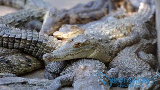 太狠了!印尼局长建议给毒贩灌毒品 找鳄鱼狮虎当“狱卒”