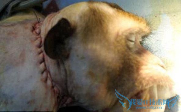 йҽɹΪһֻӻͷ ƻΪ˻ͷ