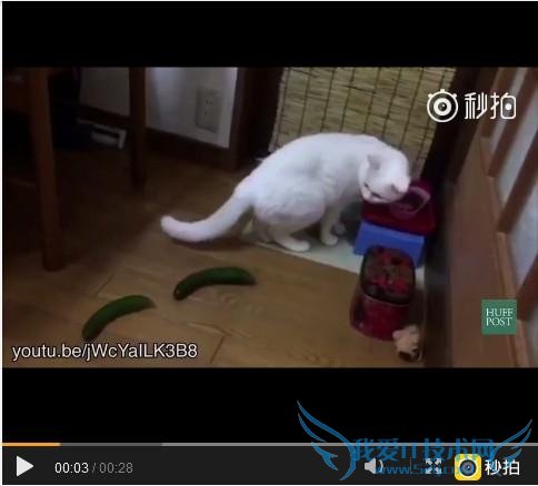 “猫咪的唯一天敌是黄瓜”视频爆红 你知道原因吗?