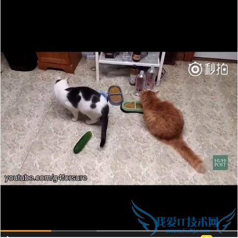 “猫咪的唯一天敌是黄瓜”视频爆红 你知道原因吗?