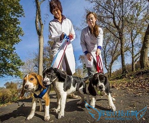 濒危动物有救了全球首批试管小狗诞生 同时出生却各有爹妈