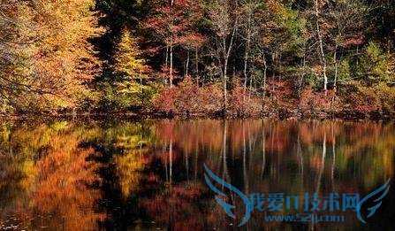 美国男子网上卖“秋色” 一包落叶 126 元