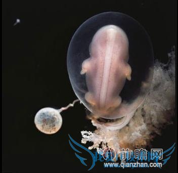 美女遗体取精为亡夫生子:我还没出生 我爸就死了