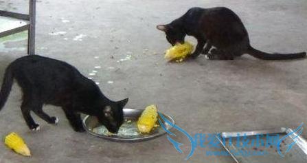 泰国喵星人不爱鱼只爱玉米 每天准时讨玉米吃