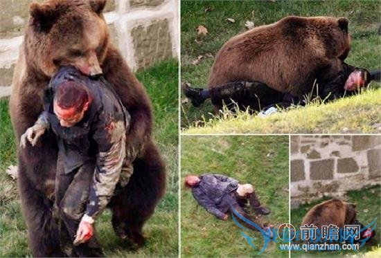 男童被母猪咬死头部被嚼烂:发情的二师兄不能惹