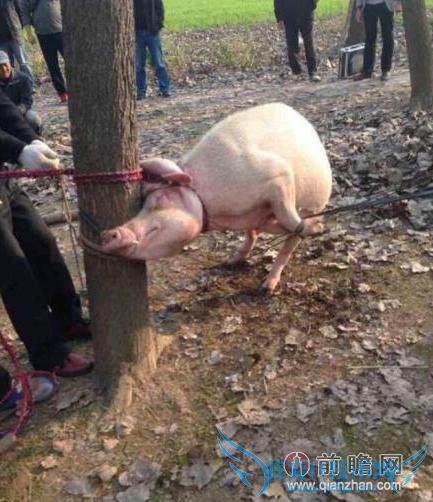 男童被母猪咬死头部被嚼烂:发情的二师兄不能惹