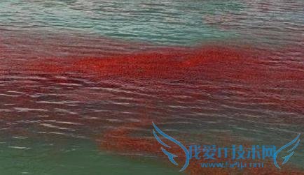新西兰小龙虾群被冲上海岸 染红海水场面十分壮观