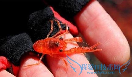 新西兰小龙虾群被冲上海岸 染红海水场面十分壮观