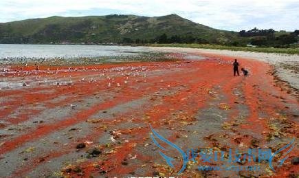 新西兰小龙虾群被冲上海岸 染红海水场面十分壮观