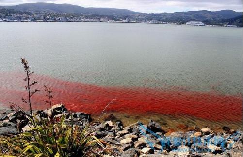 新西兰小龙虾群被冲上海岸 染红海水场面十分壮观