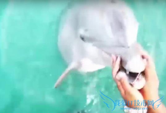 Ȼ򱦱 iPhone ﺣ Ҳǹۣ