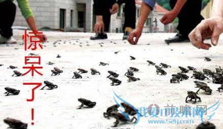 男子抓 87 只癞蛤蟆被判刑 3 个月 儿时逮过蛤蟆君的快自首吧